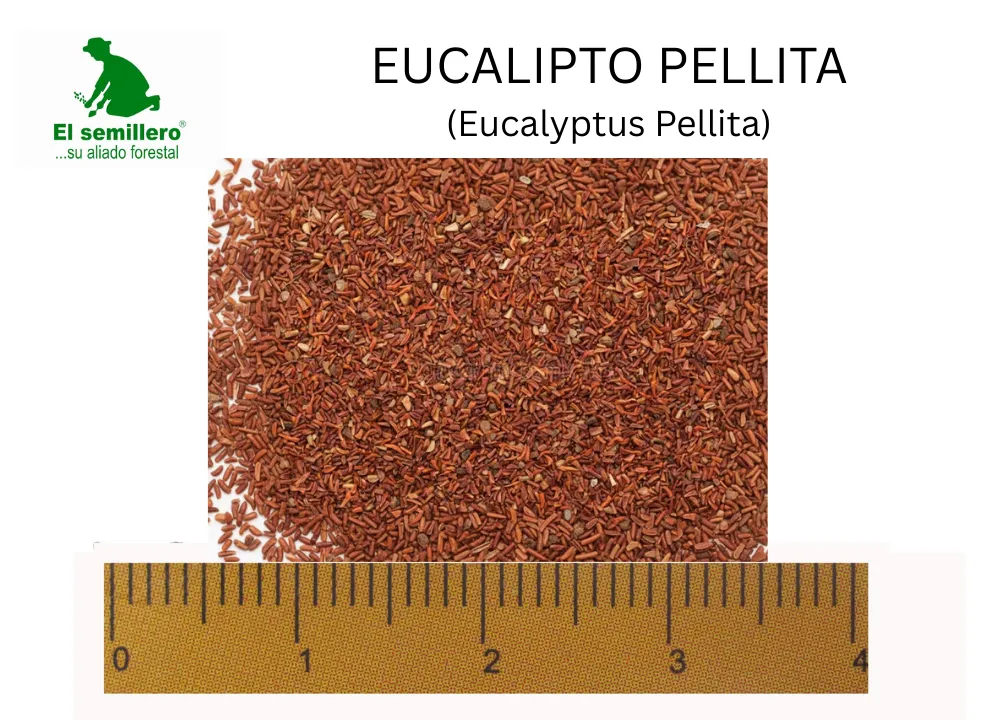 Eucalipto pellita.webp