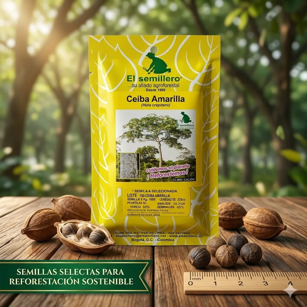 Acacia amarilla Semilla.webp