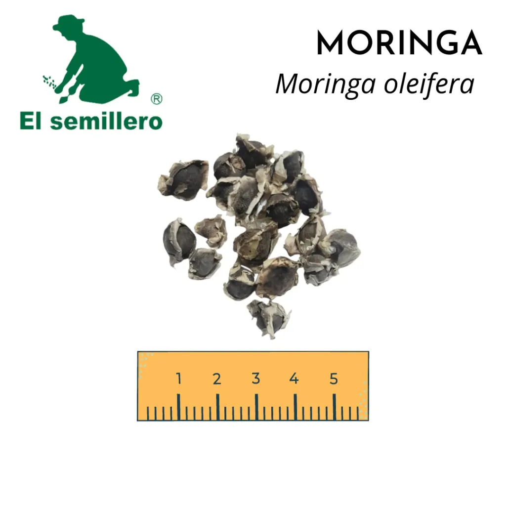 Moringa.webp