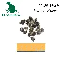 Moringa.webp