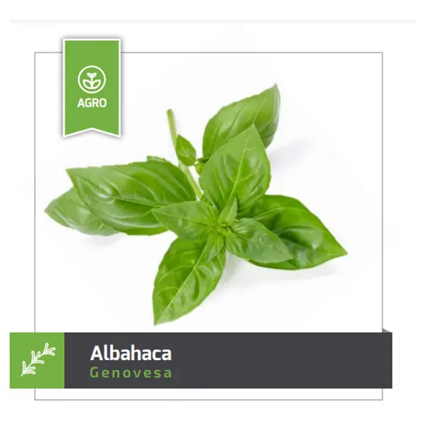 [A1] ALBAHACA GENOVESA X 100GR (SEMILLA)