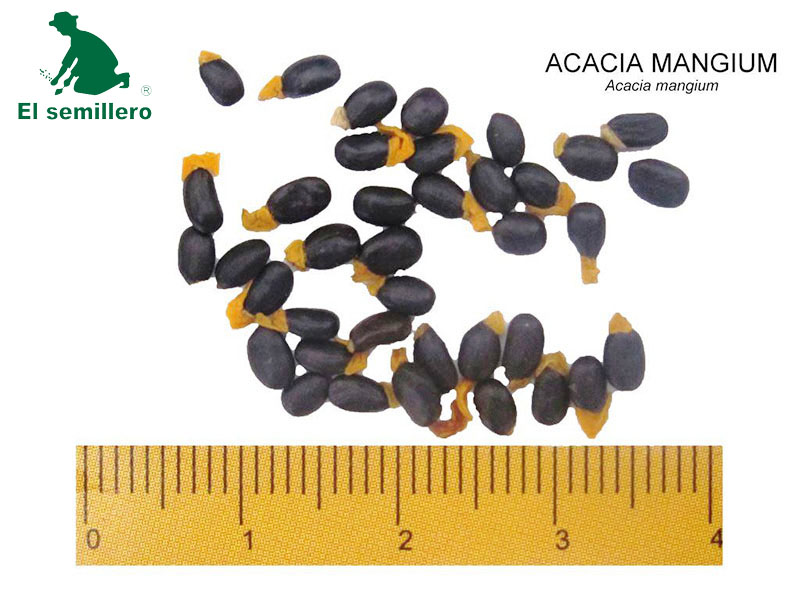 [F19] ACACIA MANGIUM X 1GR (SEMILLA)