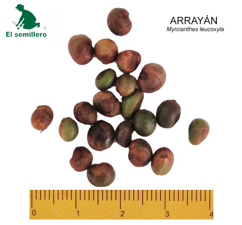 ARRAYÁN (SEMILLA)