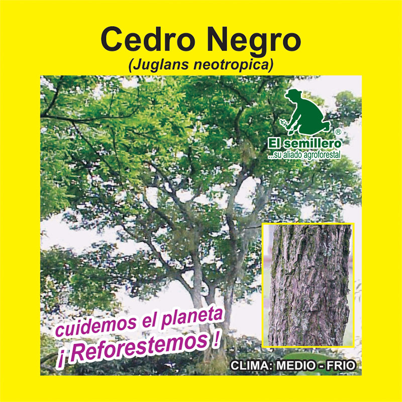 [FO59] CEDRO NEGRO (SEMILLA)