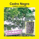 CEDRO NEGRO (SEMILLA)