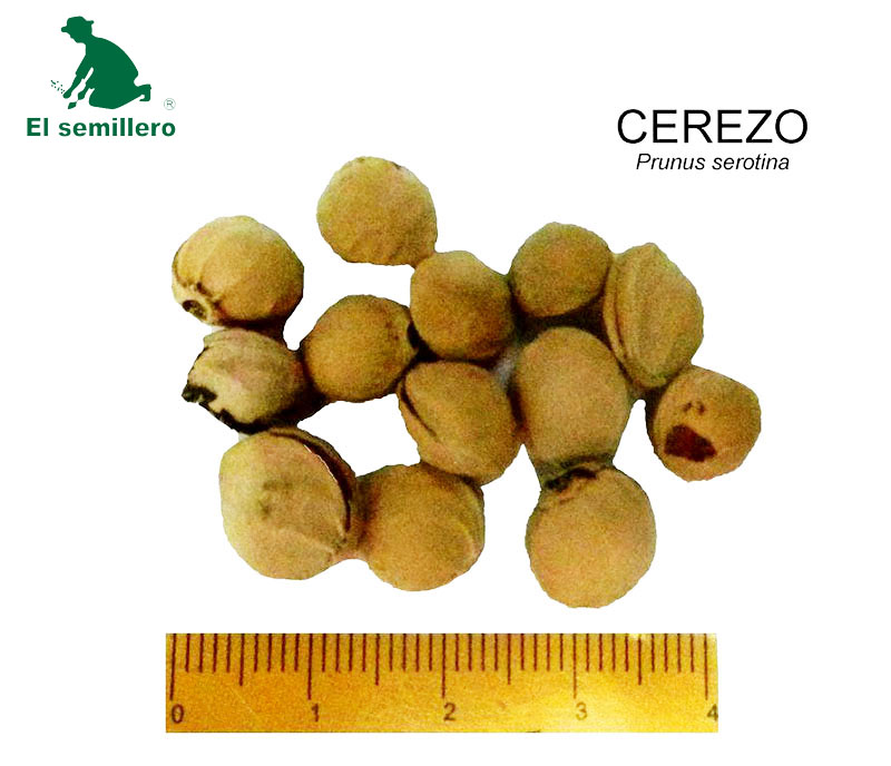 CEREZO (SEMILLA)