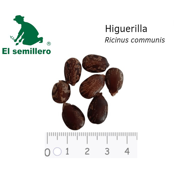 [FO145] HIGUERILLA (SEMILLA)
