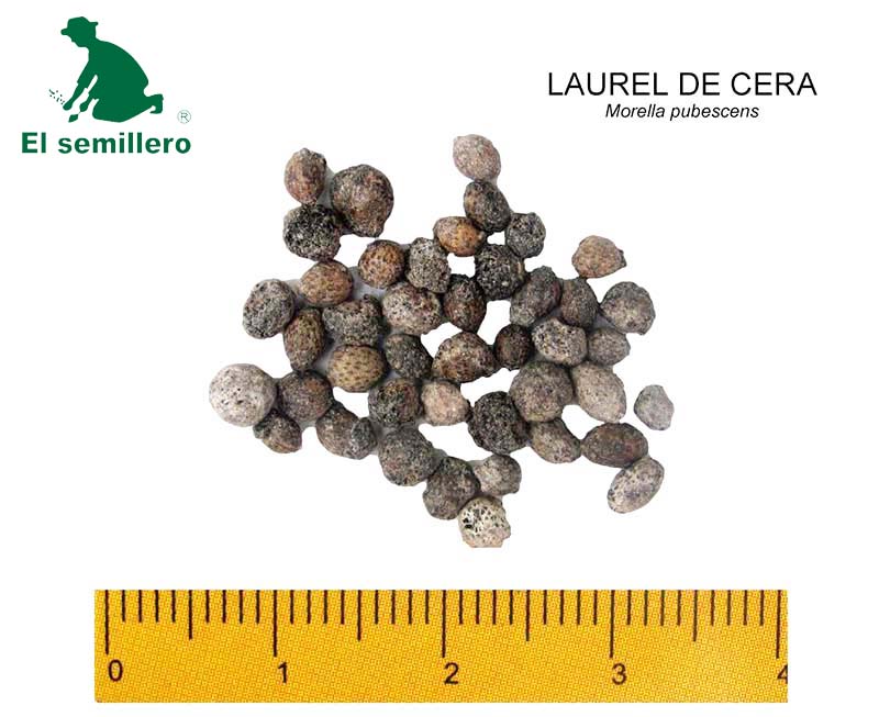 LAUREL DE CERA (SEMILLA)