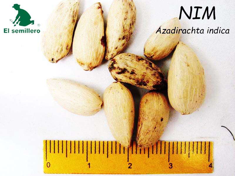 NIM (SEMILLA)