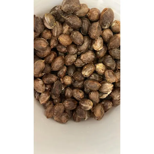 PALMA AGUAJE MORICHE KG (SEMILLA)