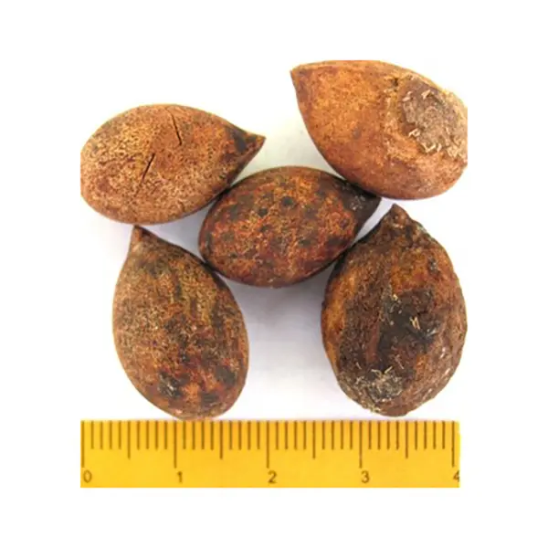 [FO228] PINO ROMERÓN (SEMILLA)