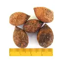 PINO ROMERÓN (SEMILLA)