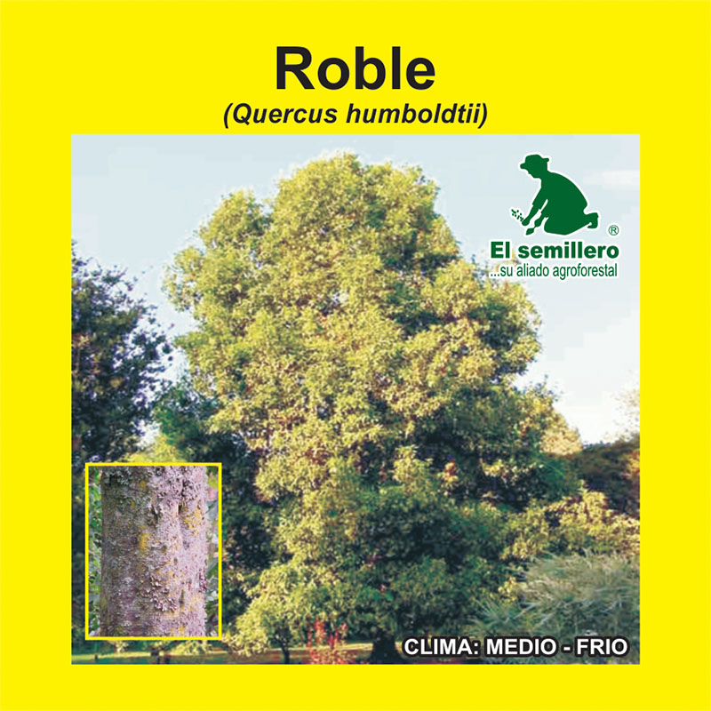 [FO233] ROBLE ANDINO (SEMILLA)