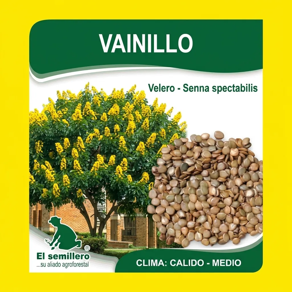 VAINILLO (Senna spectabilis) X KG (SEMILLA)
