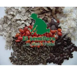 VAINILLO (Senna spectabilis) X KG (SEMILLA)