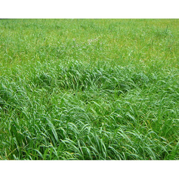[PF1] PASTO RYE GRASS AUBADE BOLSA X 2 LIBRAS (SEMILLA)