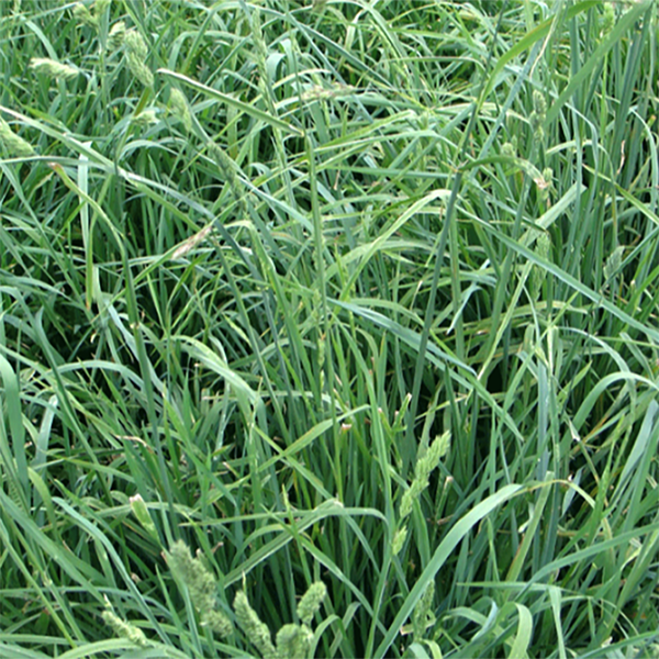 [PF2] PASTO AZUL ORCHORO BOLSA X 2 LIBRAS (SEMILLA)