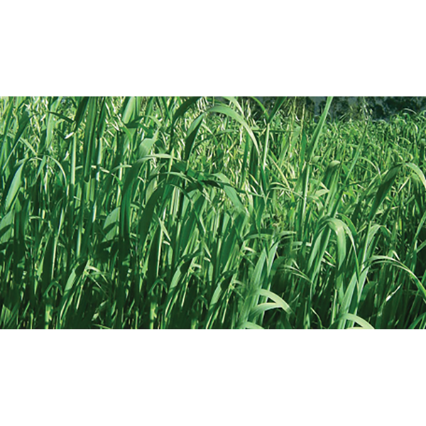 [PF4] AVENA SELECCIONADA CAJICA FORRAJERA X KG (SEMILLA)