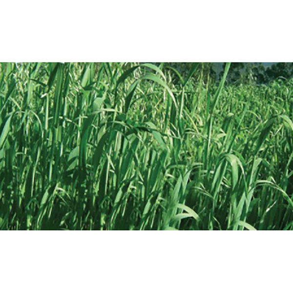 AVENA FORRAJERA CAYUSE BOLSA X 2LB AMERICANAS  (SEMILLA)