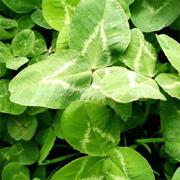 CARRETON BLANCO X LB (SEMILLA)