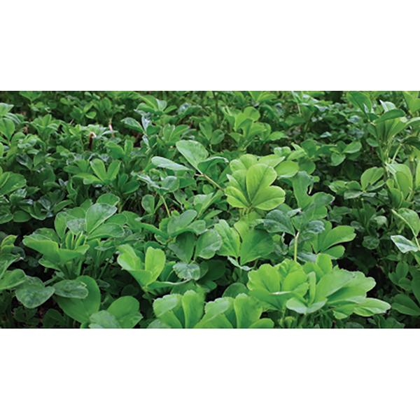 ALFALFA ALFAGENES 10-10 PLUS X LIBRA (SEMILLA) Clima Frío