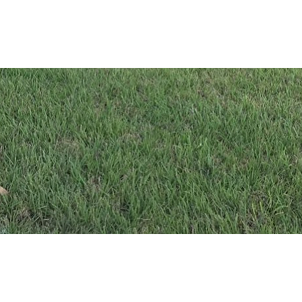 GRAMA BERMUDA GRASS X 454GR (SEMILLA)