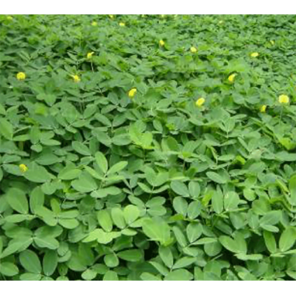 [PF11] MANI FORRAJERO X LB (SEMILLA)