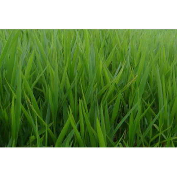 PASTO BRACHIARIA DECUMBENS DESNUDA X KG (SEMILLA)