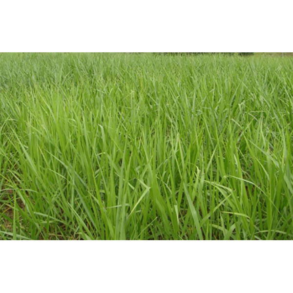 [PF13] PASTO BRACHIARIA BRIZANTA MARANDU DESNUDA X KG (SEMILLA)