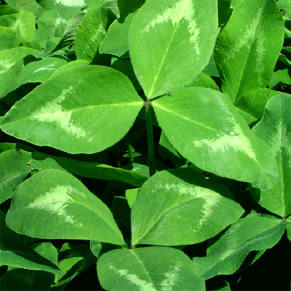 CARRETON ROJO RED GOLD X LB (SEMILLA)