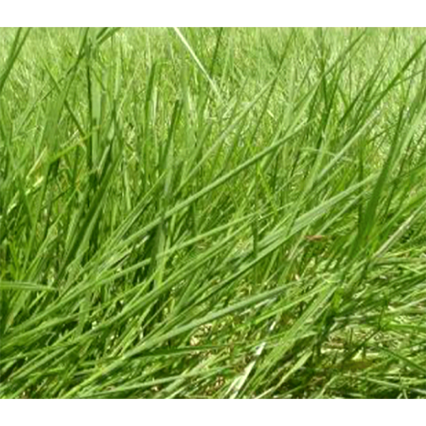 [PF16] PASTO BRACHIARIA HUMIDICOLA DESNUDA X KG (SEMILLA)
