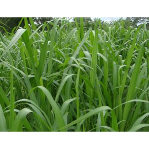 PASTO MOMBAZA X KG (SEMILLA)