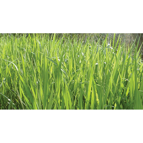 PASTO  BRACHIARIA BRIZANTA TOLEDO DESNUDA X KG (SEMILLA)