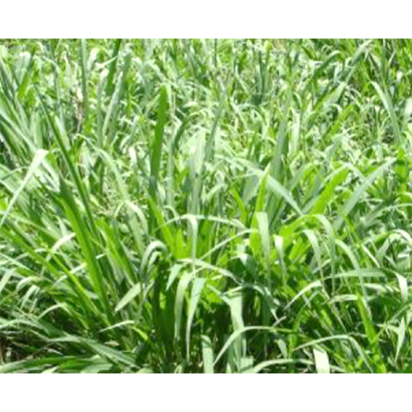 PASTO TANZANIA X KG (SEMILLA)