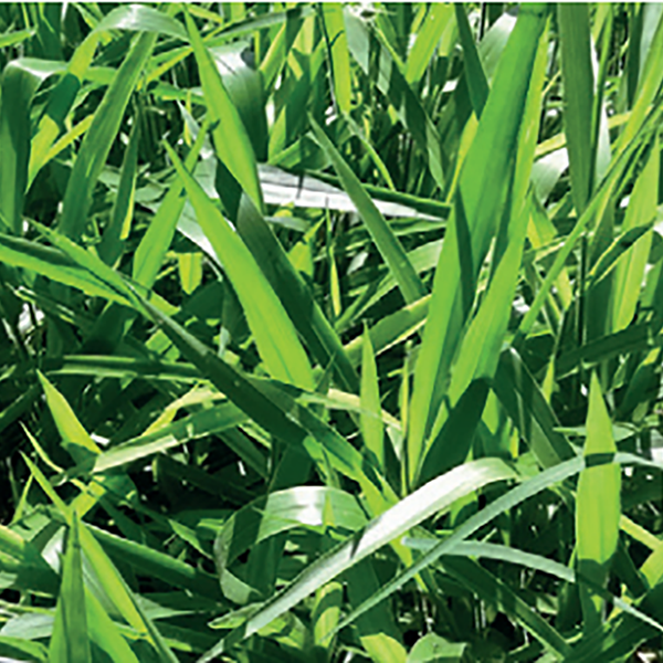 PASTO MULATO HIBRIDO X 2KG (SEMILLA)