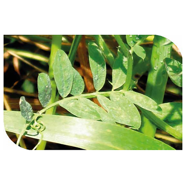 VICIA x KG (SEMILLA)