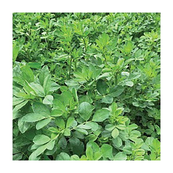 ALFALFA ALFAGENES 15 -15 X LIBRA (SEMILLA) CALIDO Y MEDIO