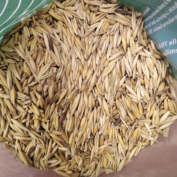AVENA SELECCIONADA FVH X KG (SEMILLA)