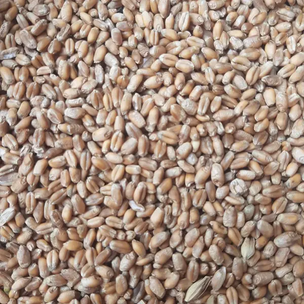 CEBADA FORRAJERA X KG (SEMILLA)