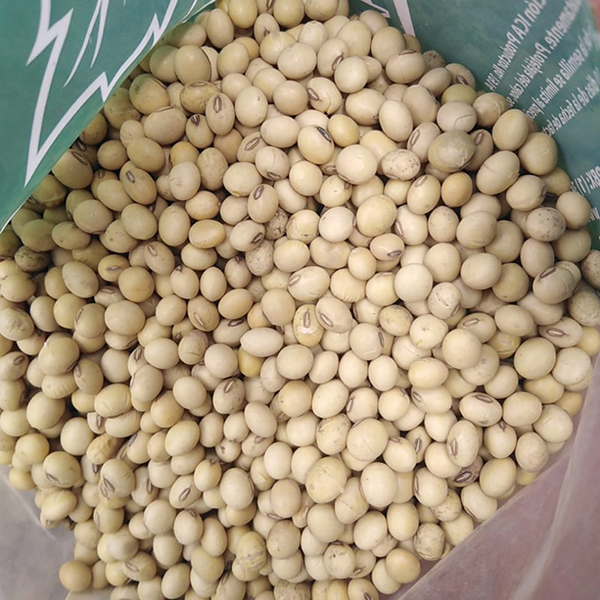 SOYA FORRAJERA X KG (SEMILLA)