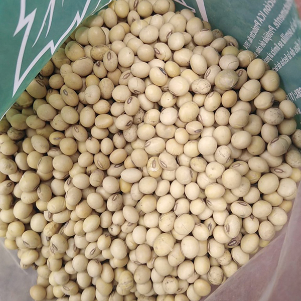 SOYA FVH X KG (SEMILLA)