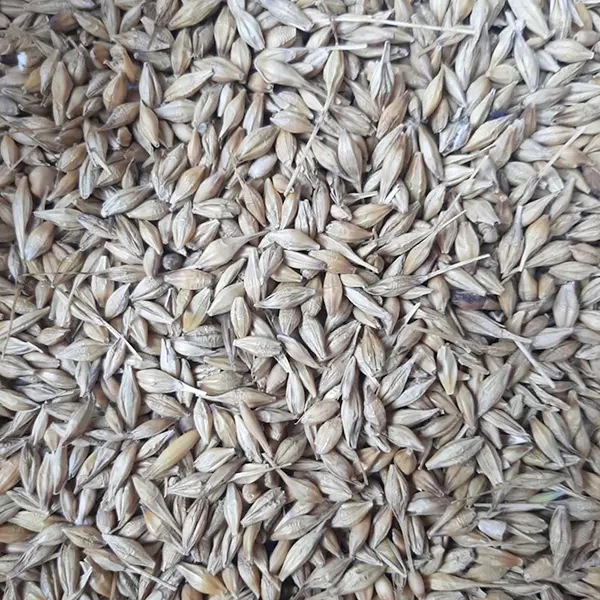 TRIGO FORRAJERO X KG (SEMILLA)