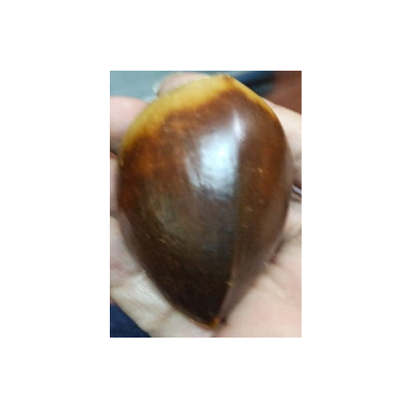 ZAPOTE COSTEÑO (SEMILLA)