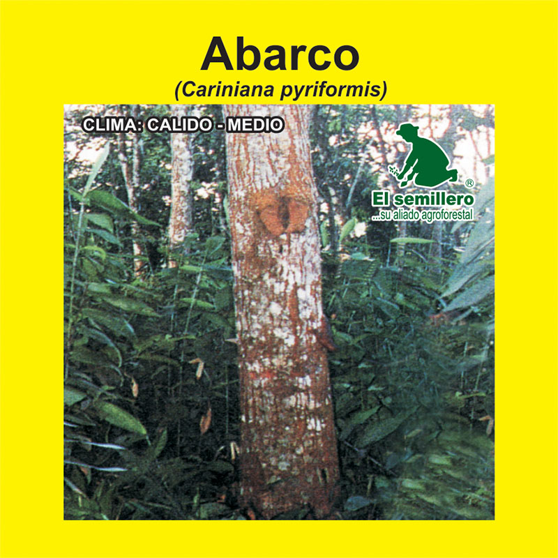 ABARCO (SEMILLA)
