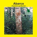ABARCO (SEMILLA)