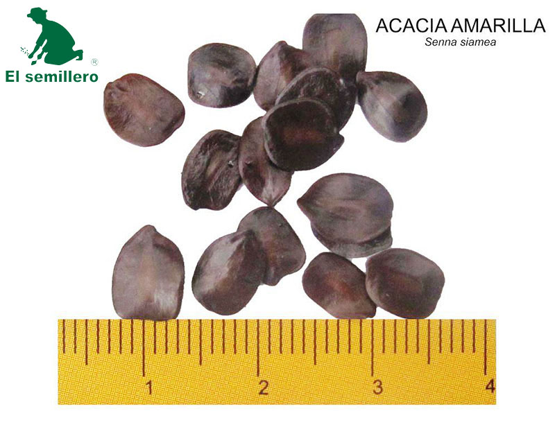 ACACIA AMARILLA (SEMILLA)