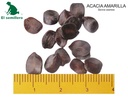 ACACIA AMARILLA (SEMILLA)