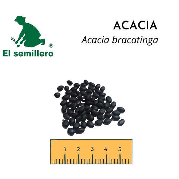 ACACIA BRACATINGA (SEMILLA)
