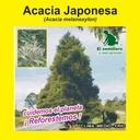 ACACIA JAPONESA (SEMILLA)