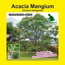 ACACIA MANGIUM (SEMILLA)